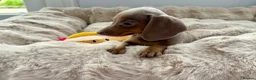 Miniature Dachshund dogs for sale: Miniature Dutch hound puppies - Advert 22