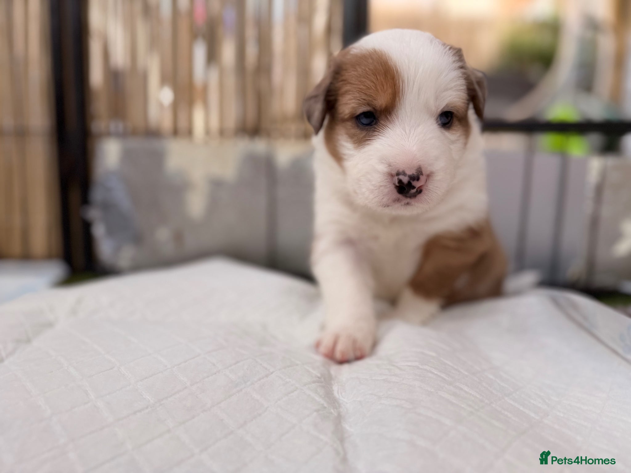 Border Collie dogs Stunning Show line puppies,various colours  - Advert 1