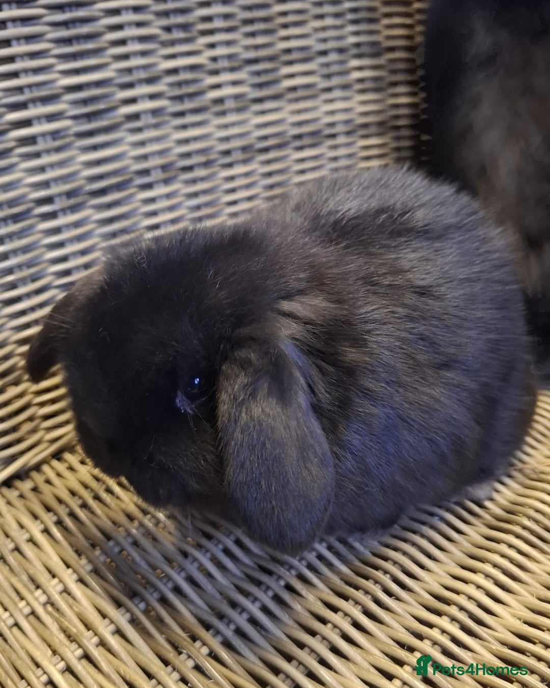 Mini Lop rabbits Bundle of fluffs ready to be reserved  - Advert 18