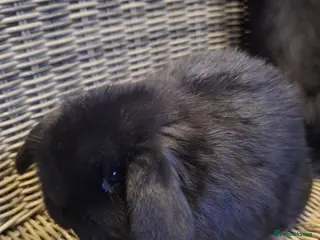 Mini Lop rabbits Two little bundle of fluffs ready to be reserved - Advert 19