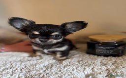 Chihuahua dogs for sale: One left! KC Reg Chihuahua Puppies-  Ready Now - Image 2