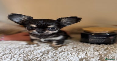 Chihuahua dogs - Advert 12
