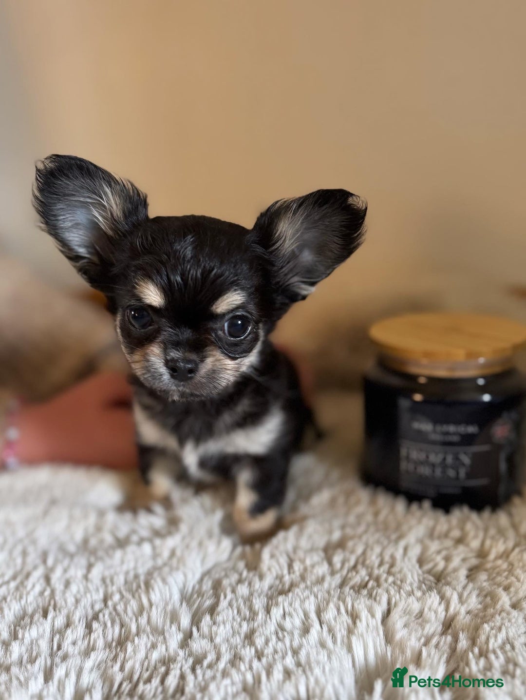 Chihuahua dogs for sale: One left! KC Reg Chihuahua Puppies-  Ready Now - Image 2