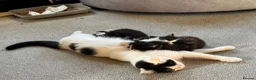 Maine Coon cats for sale: Maine Coon Cross Kittens in Bourne - Advert 2