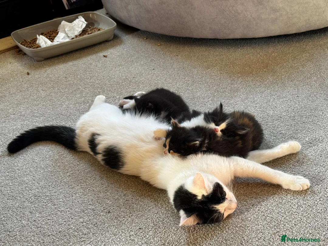 Maine Coon cats for sale: Maine Coon Cross Kittens in Bourne - Advert 2