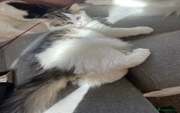 Persian cats for sale: Gentle and sweet Persian kittens - Image 4