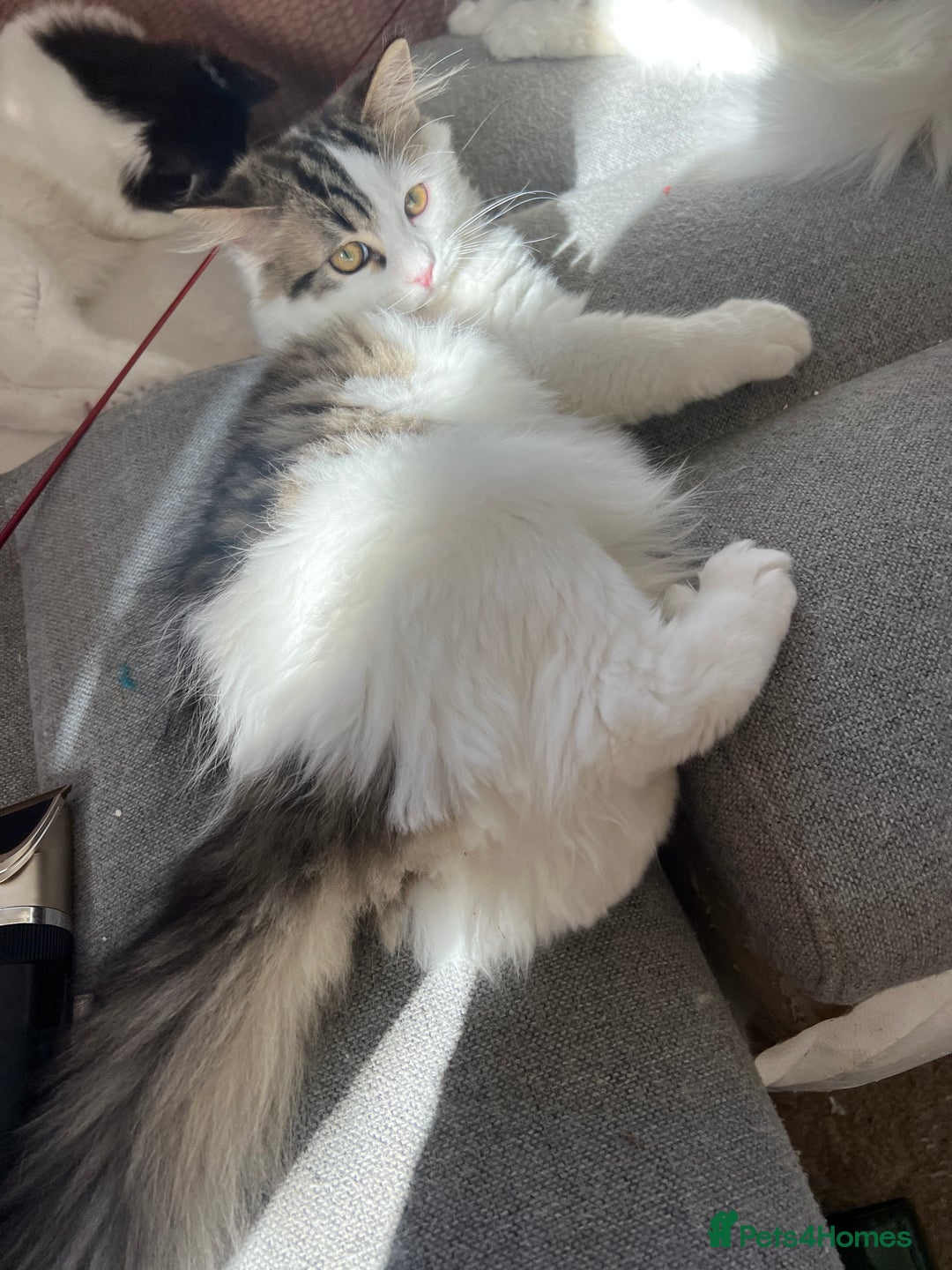 Persian cats for sale: Gentle and sweet Persian kittens - Image 4