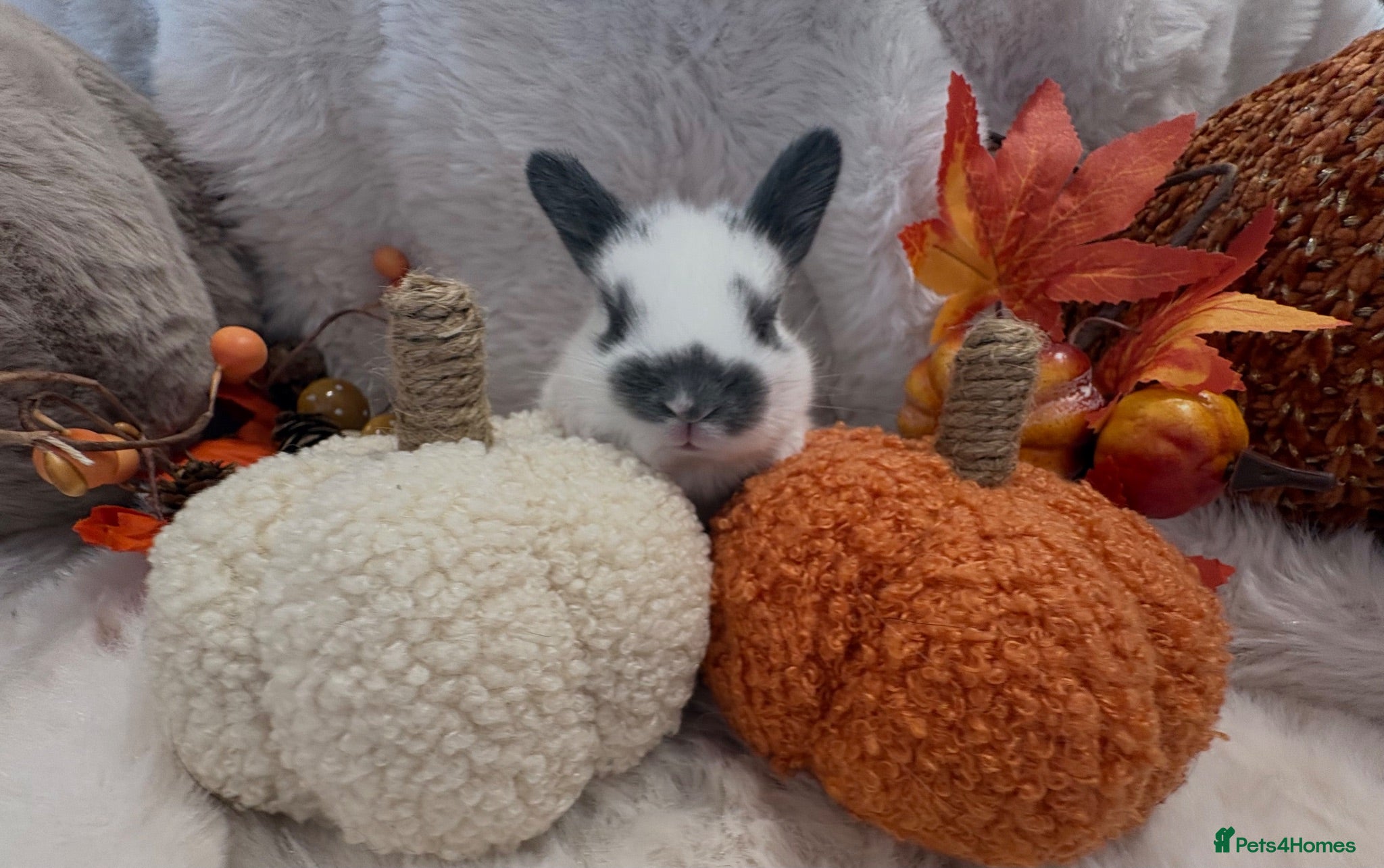 Rex rabbits Rex x Netherland dwarf  - Advert 1