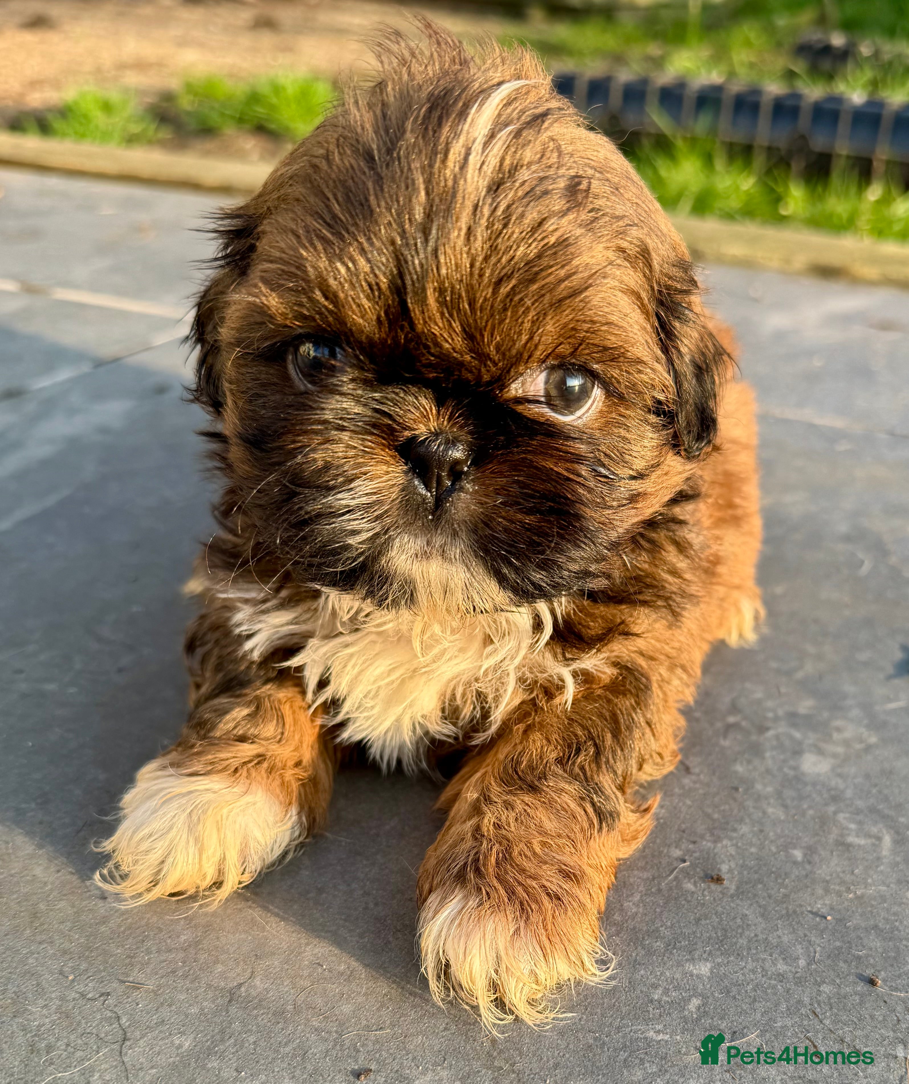 Shih Tzu dogs Stunning Shihtzu puppies  - Advert 2