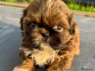 Shih Tzu dogs Stunning Shihtzu puppies - Advert 2