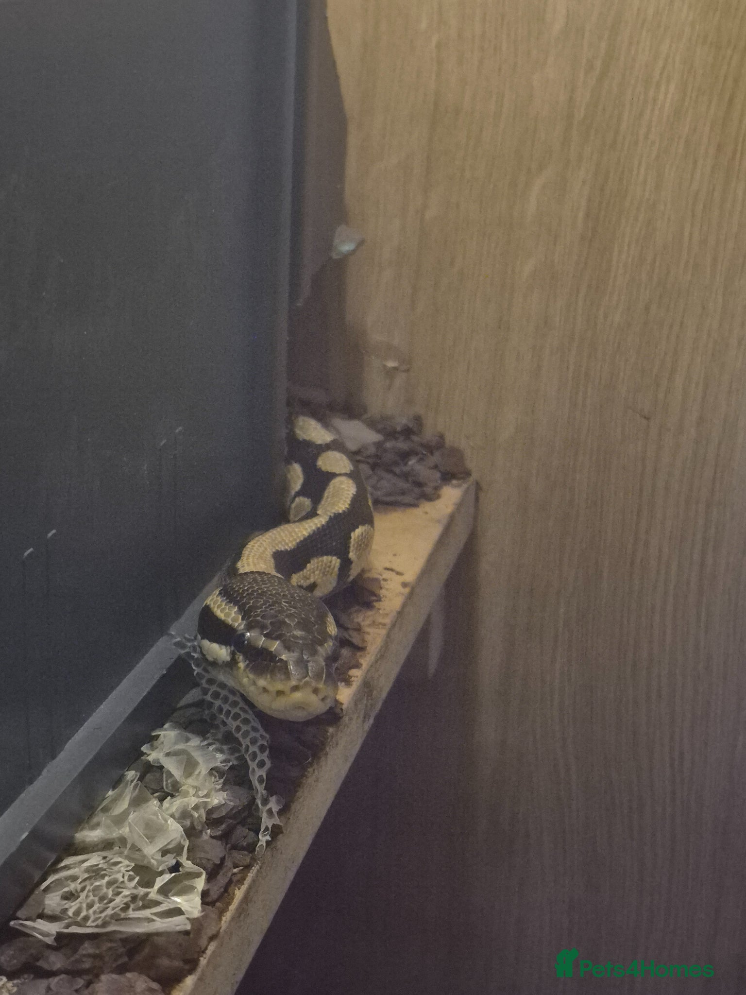 Python Snake reptiles 7 year old python + enclosure - Advert 1