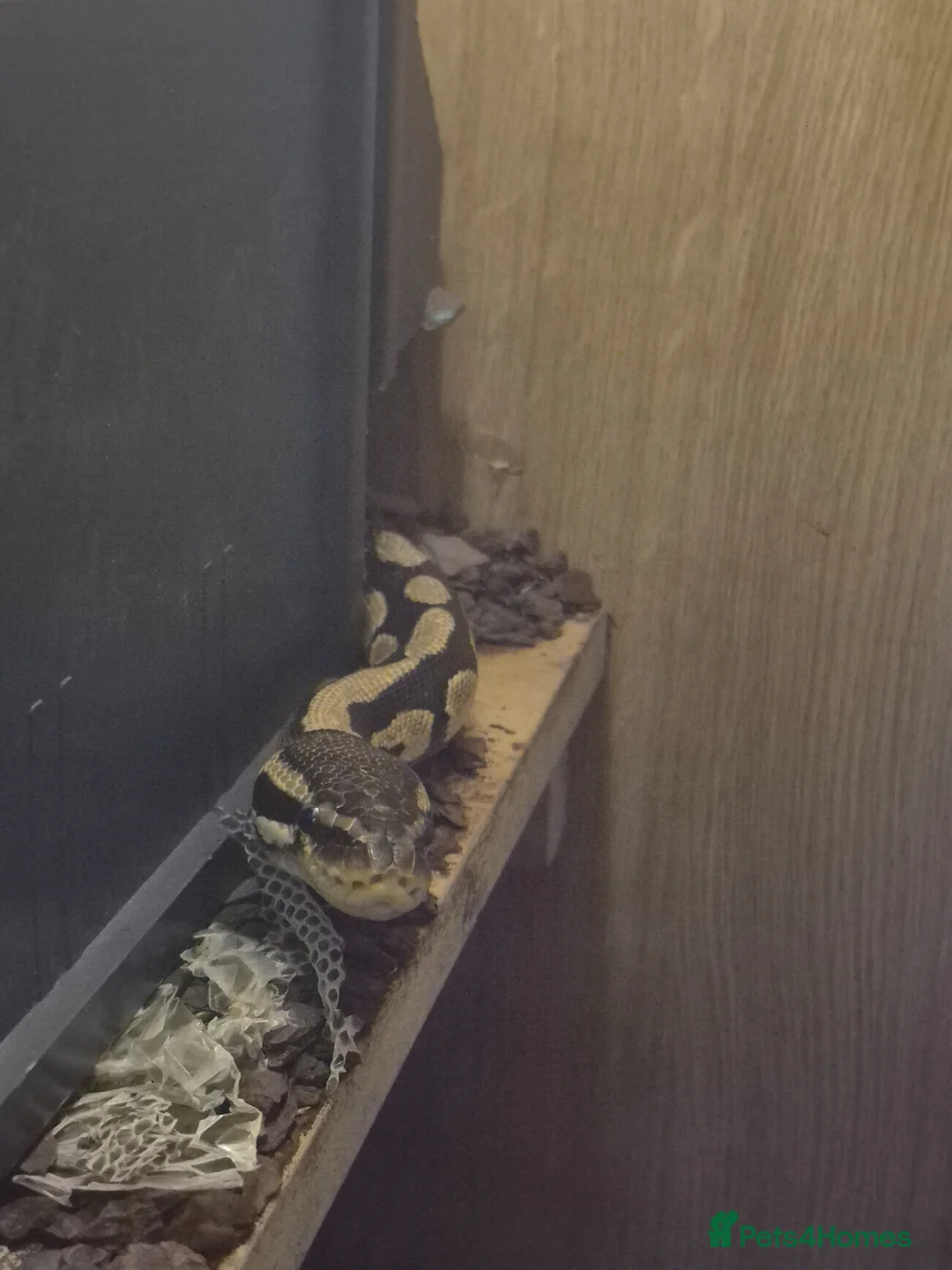 Python Snake reptiles for sale: 7 year old python + enclosure - Advert 1