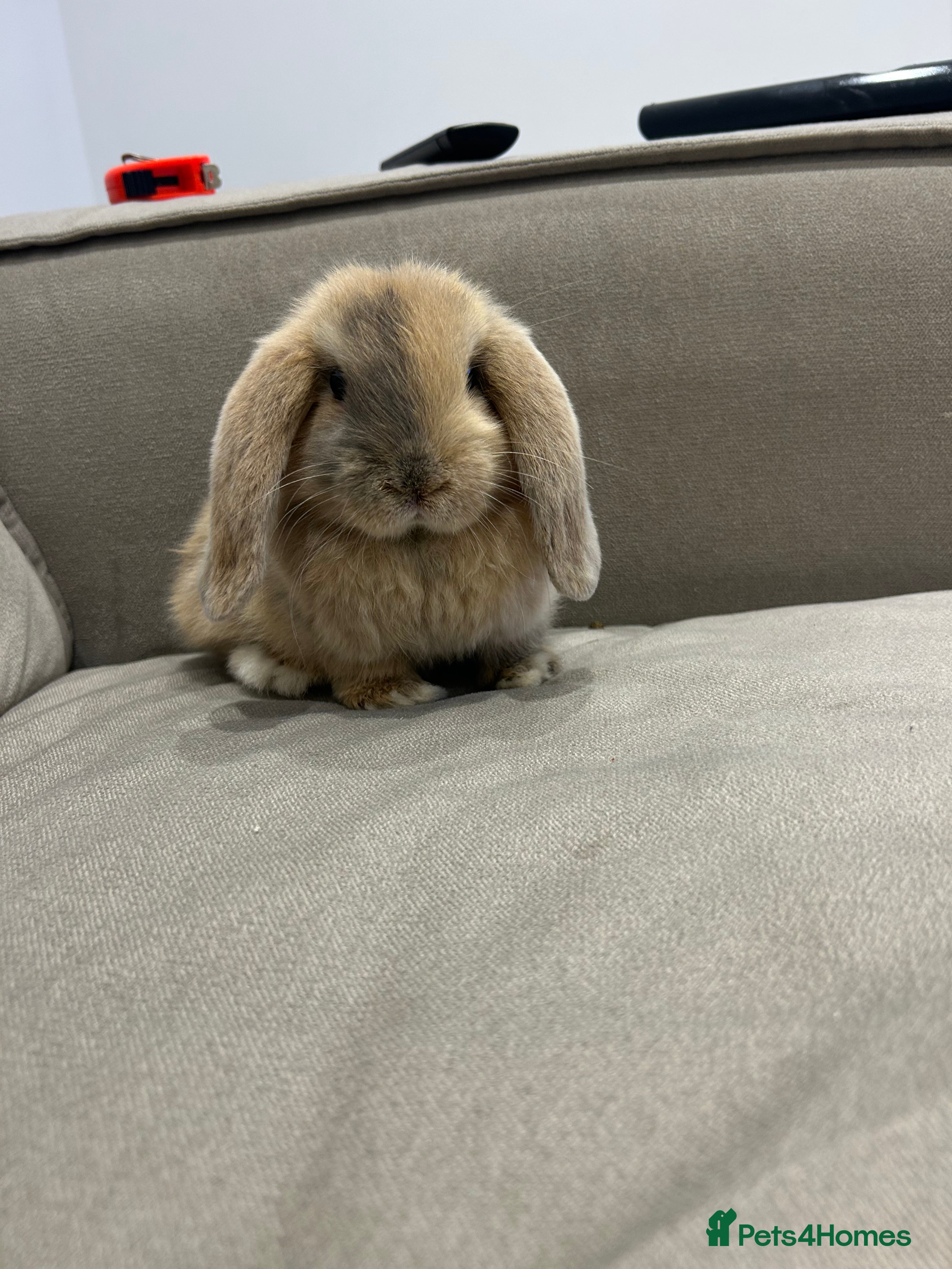 Mini Lop rabbits 8 month male mini lop - Advert 1
