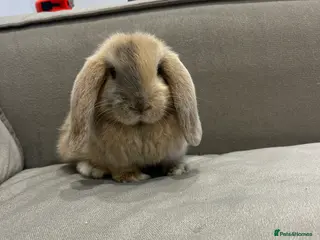 Mini Lop rabbits 8 month male mini lop - Advert 1