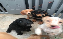 Sprocker dogs for sale: Sprocker pups  - Image 16