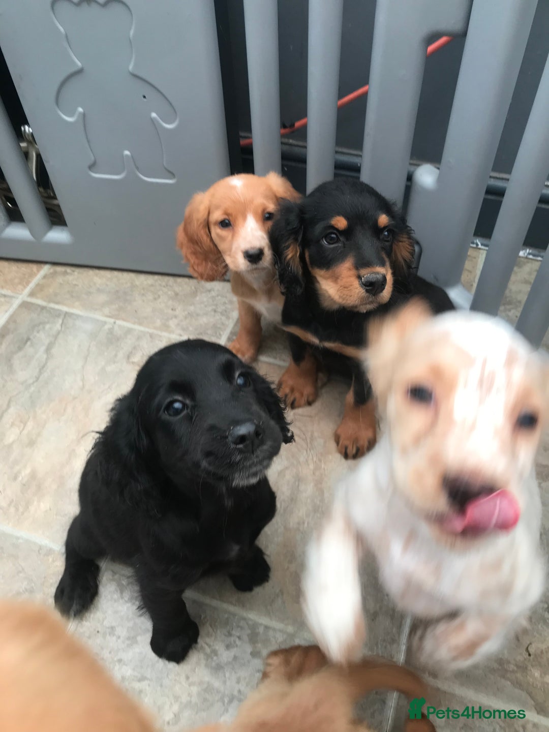 Sprocker dogs for sale: Sprocker pups  - Image 16