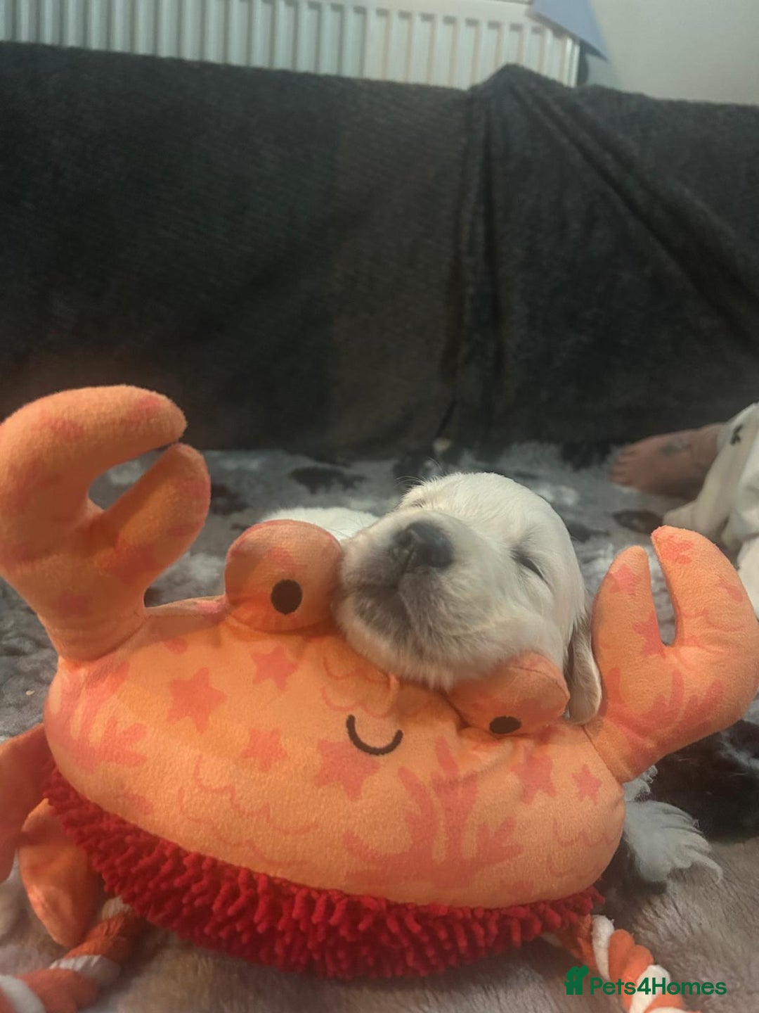 Golden Retriever dogs for sale: KCGolden Retriever pups,polish and Ukrainian lines - Advert 4