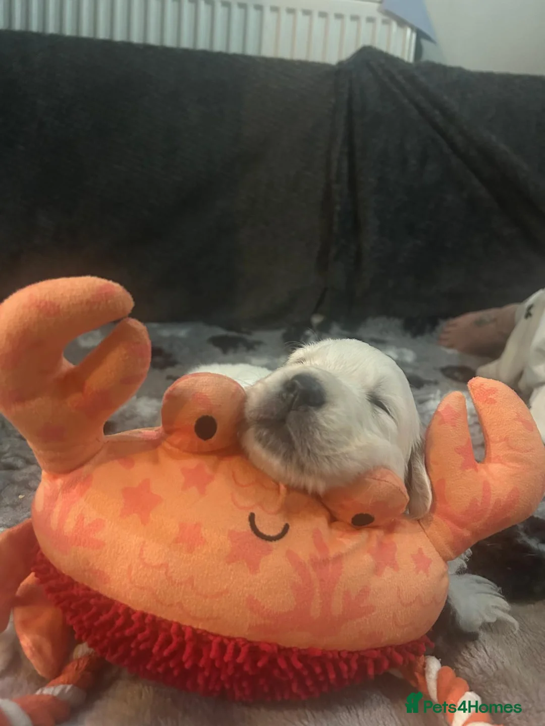 Golden Retriever dogs for sale: KC Champion Lines Golden Retriever pups - Advert 5