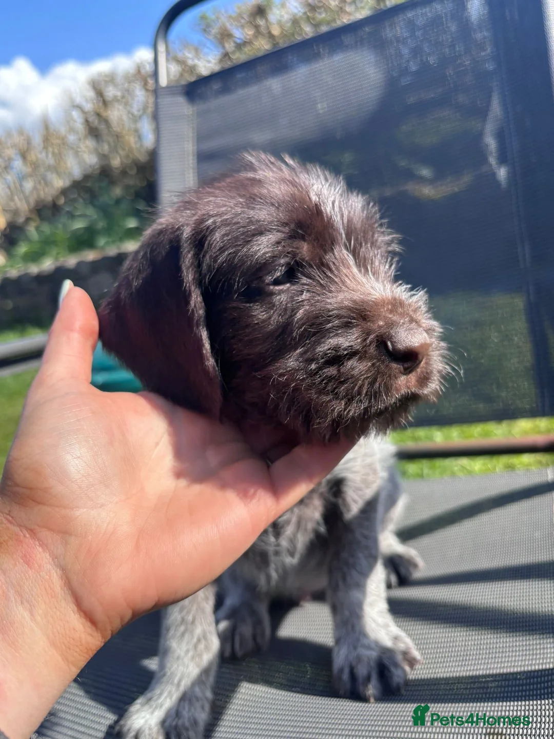 German Wirehaired Pointer dogs for sale: KC GWP Pups - Advert 2