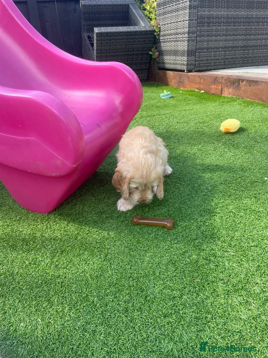 Cockapoo dogs for sale: F2 Cockapoo Puppies in Washington - Image 3