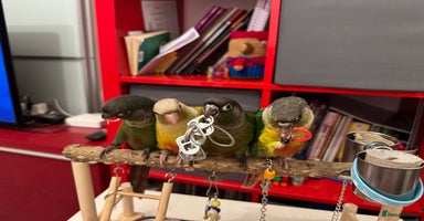 Conures birds - Advert 2