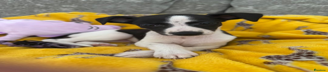 Whippet Puppy 2