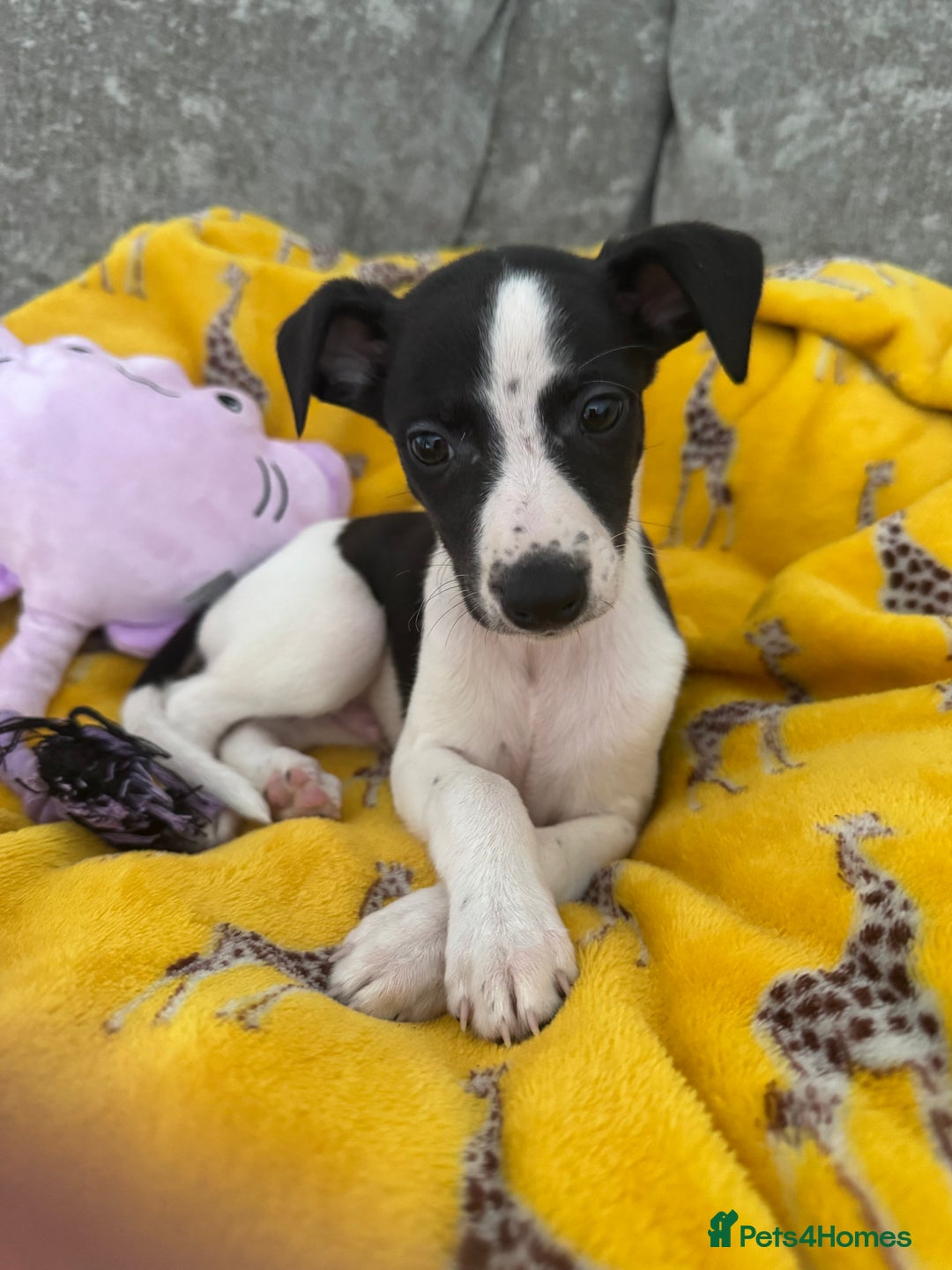 Whippet dogs for sale: Beautiful whippet puppies ready soon - Image 6