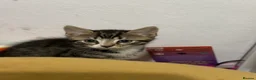 Mixed Breed cats for sale: Mixed breed kittens  - Advert 10