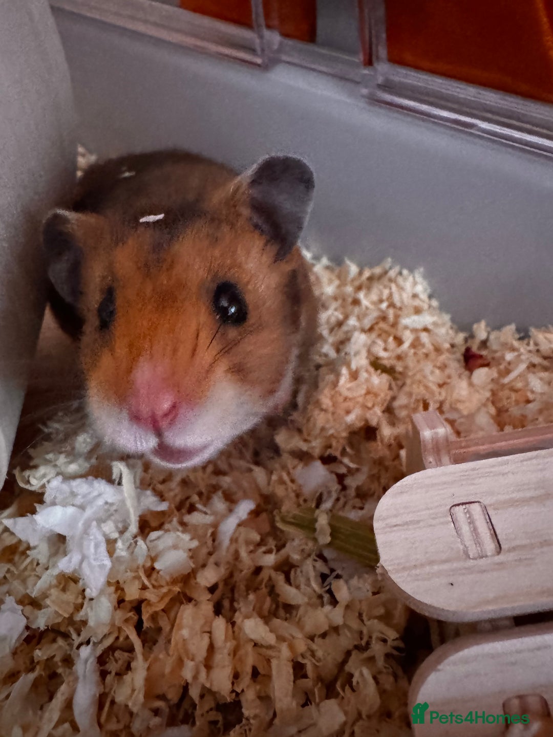 Hamster rodents for sale: Male Syrian hamster - Image 2