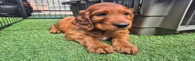 Irish Setter Puppy 8