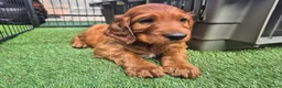 Irish Setter dogs for sale: IRISH SETTER PUPPIES - Advert 8