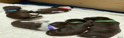 German Shorthaired Pointer dogs for sale: KC registered German Shorthaired Pointers - Advert 27