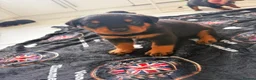 Rottweiler dogs for sale: WORLD CHAMPION CHUNKY ROTTWEILERS  - Advert 22