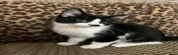 Mixed Breed cats for sale: Gorgeous Fluffy Kittens. Beautiful Little Souls🤍 - Advert 17