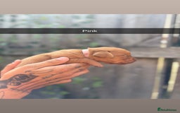 Labrador Retriever dogs for sale: Stunning Fox Red Labrador puppies  - Image 7