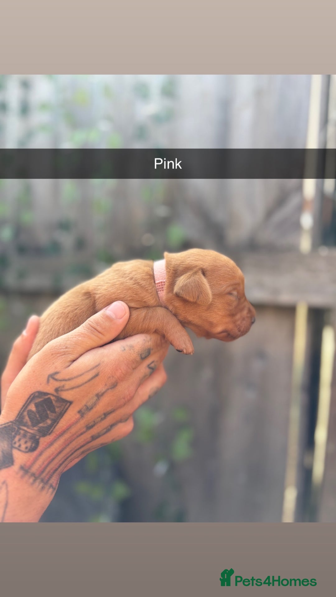 Labrador Retriever dogs for sale: Stunning Fox Red Labrador puppies  - Image 7