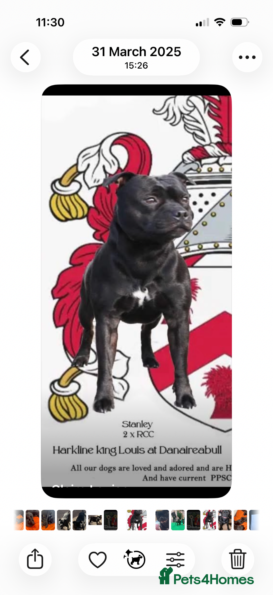 Staffordshire Bull Terrier dogs Repeat mating of an amazing litter  - Advert 4