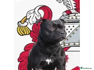 Staffordshire Bull Terrier dogs Repeat mating of an amazing litter - Advert 2