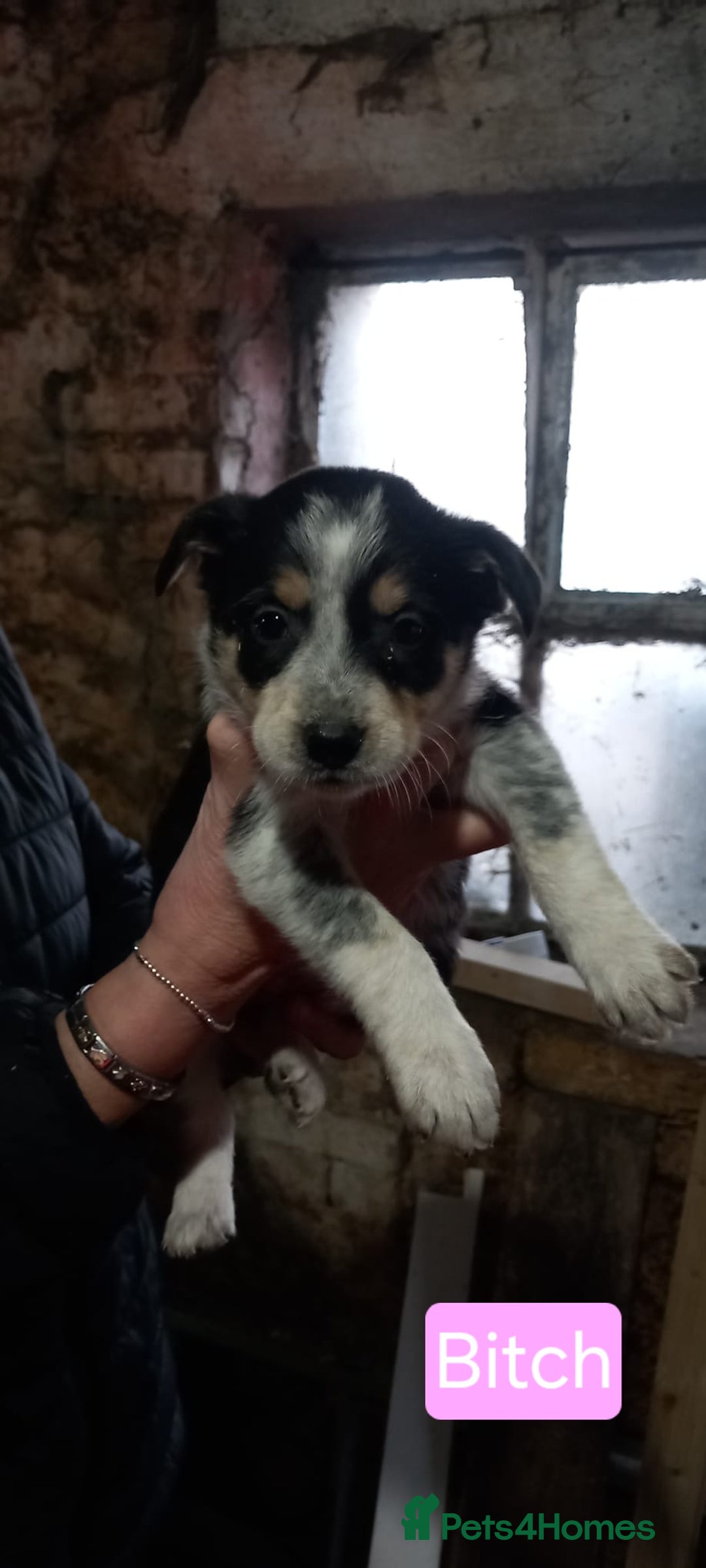 Border Collie dogs for sale: Border Collie Pups - Advert 5