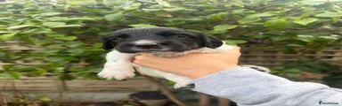 English Springer Spaniel 1