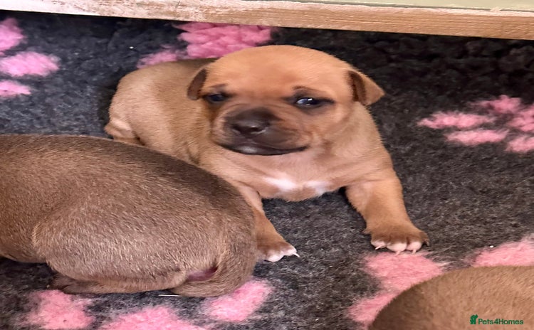 Staffordshire Bull Terrier dogs - Advert 3