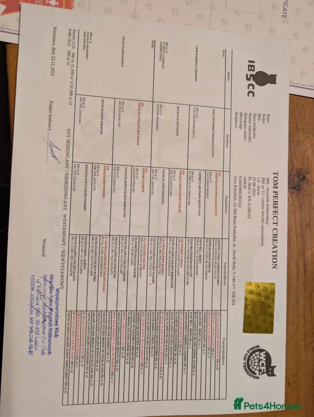 British Shorthair cats for sale: Tom perfect creation  - Advert 2