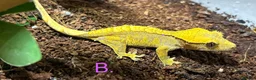 Gecko reptiles for sale: Cb26 Crested Geckos in Aylesbury - Advert 4