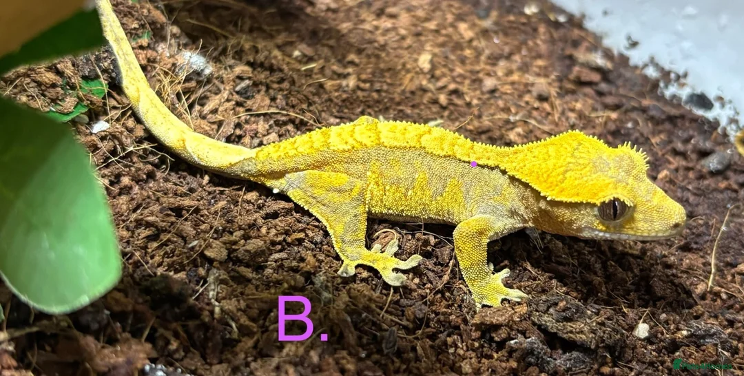 Gecko reptiles for sale: Cb26 Crested Geckos in Aylesbury - Advert 4