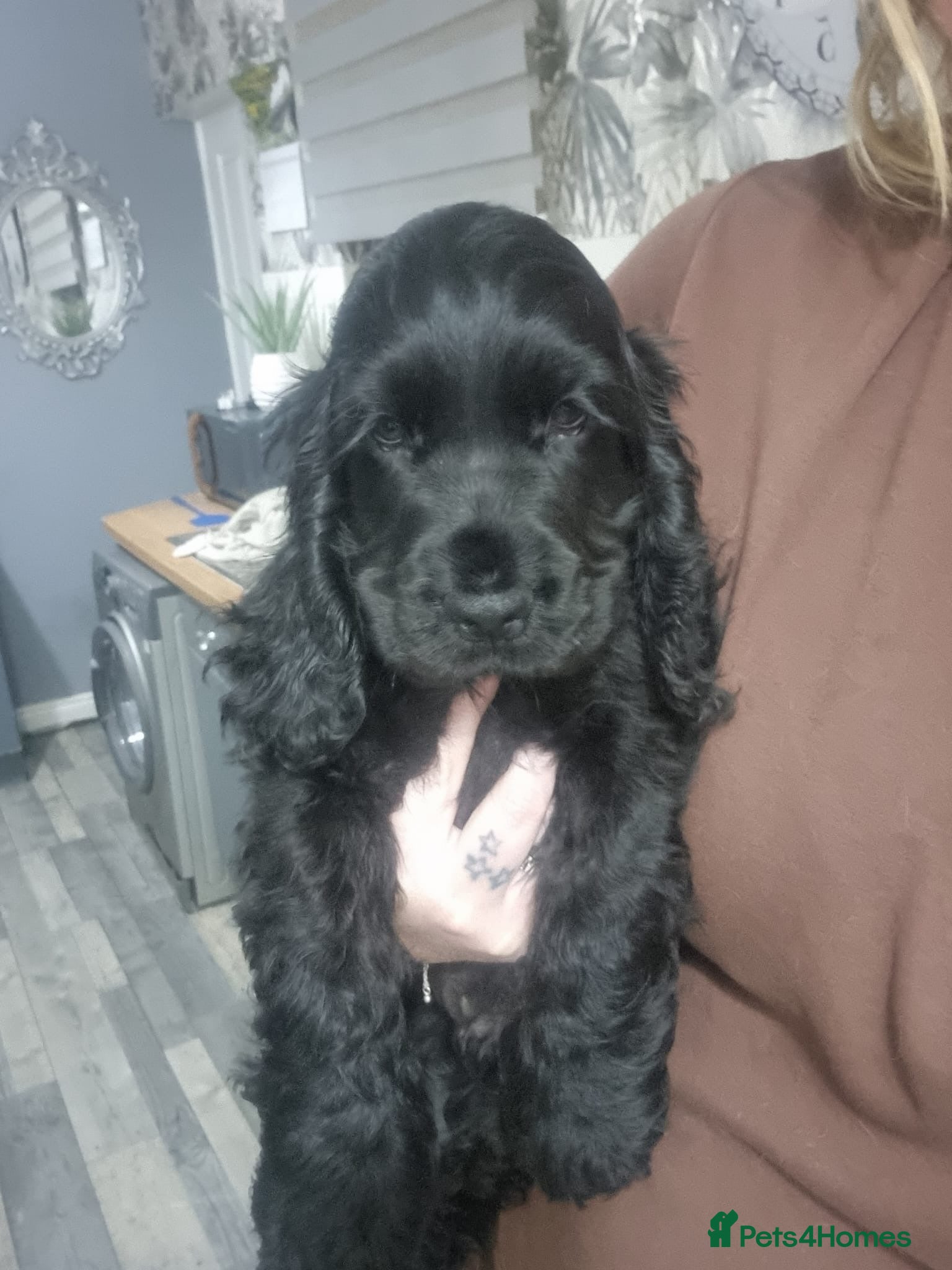 Cocker Spaniel dogs Stunning show type cocker spaniel puppies  - Advert 1