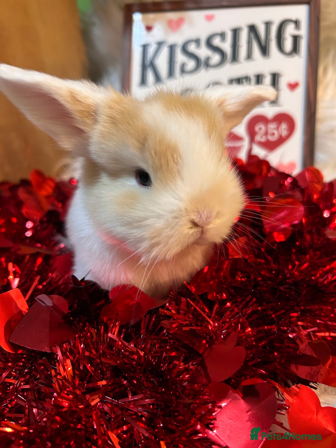 Mini Lop rabbits for sale: 🌼Mini lop Girls 🌼 - Advert 16