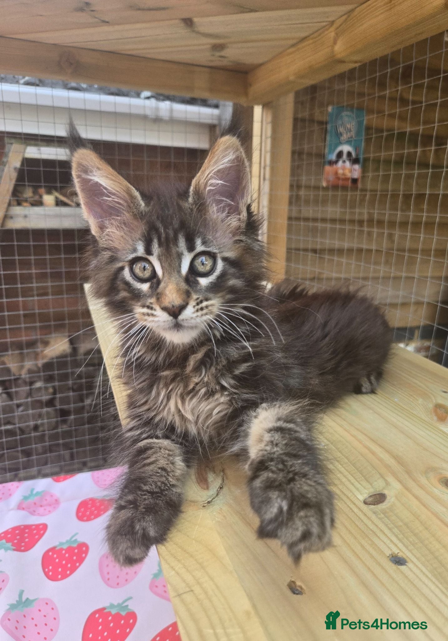 Maine Coon cats GCCF Registered Maine Coon Kittens  - Advert 17