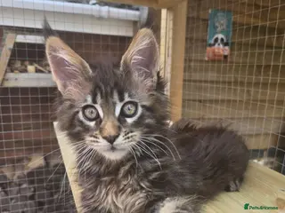 Maine Coon cats GCCF Registered Maine Coon Kittens - Advert 17
