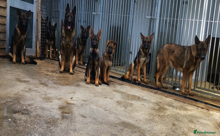 German Shepherd dogs in Scunthorpe - Advert 1