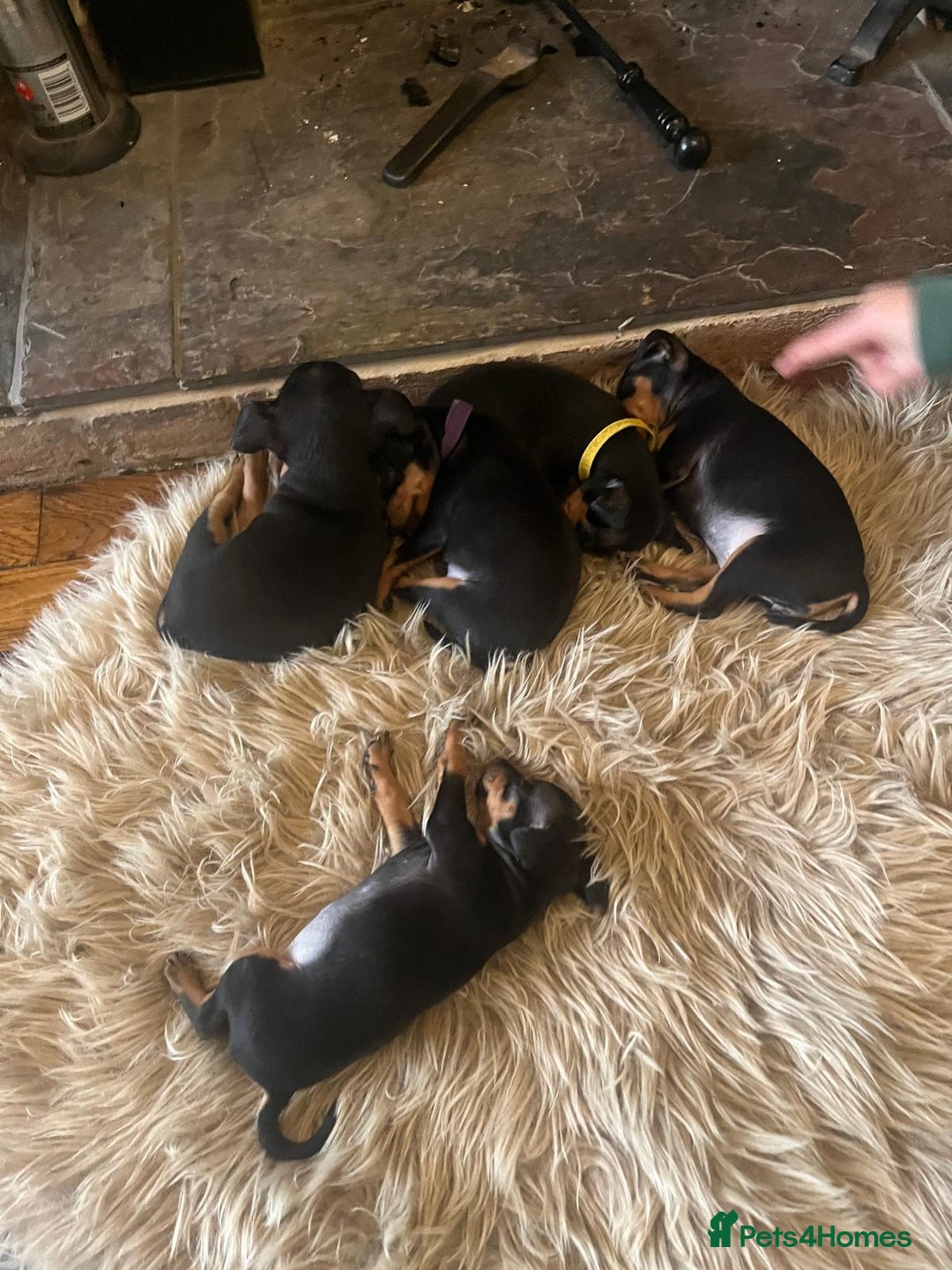 Miniature Pinscher dogs for sale: Miniature pinscher pups - Advert 27